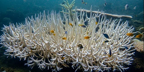 Reuters : India to Set Up ₹120-Cr National Coral Reef Institute in Andamans