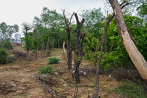 | Photo: PTI/Atul Yadav : A recent order by the Allahabad High Court deals with both questions, while setting aside a 2021 decision that had denied forest rights to members of the Tharu community in Lakhimpur Kheri.