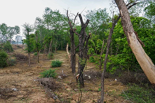 | Photo: PTI/Atul Yadav : A recent order by the Allahabad High Court deals with both questions, while setting aside a 2021 decision that had denied forest rights to members of the Tharu community in Lakhimpur Kheri.