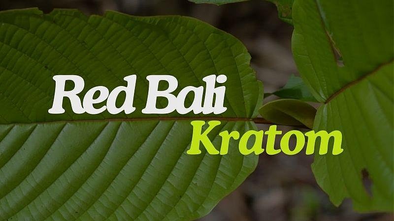 Everything You Need To Know About Red Bali Kratom, But Were Afraid To Ask!