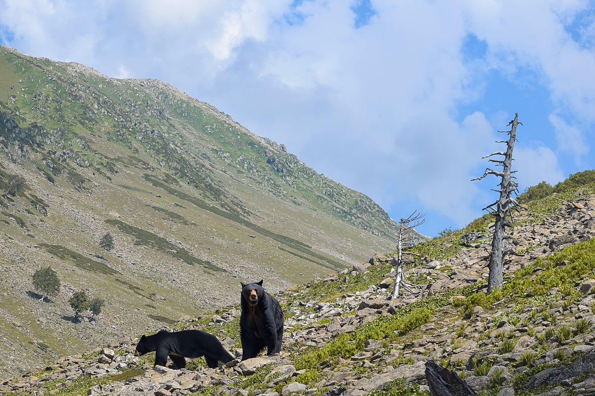 Shutterstock : Black bears in Kashmir