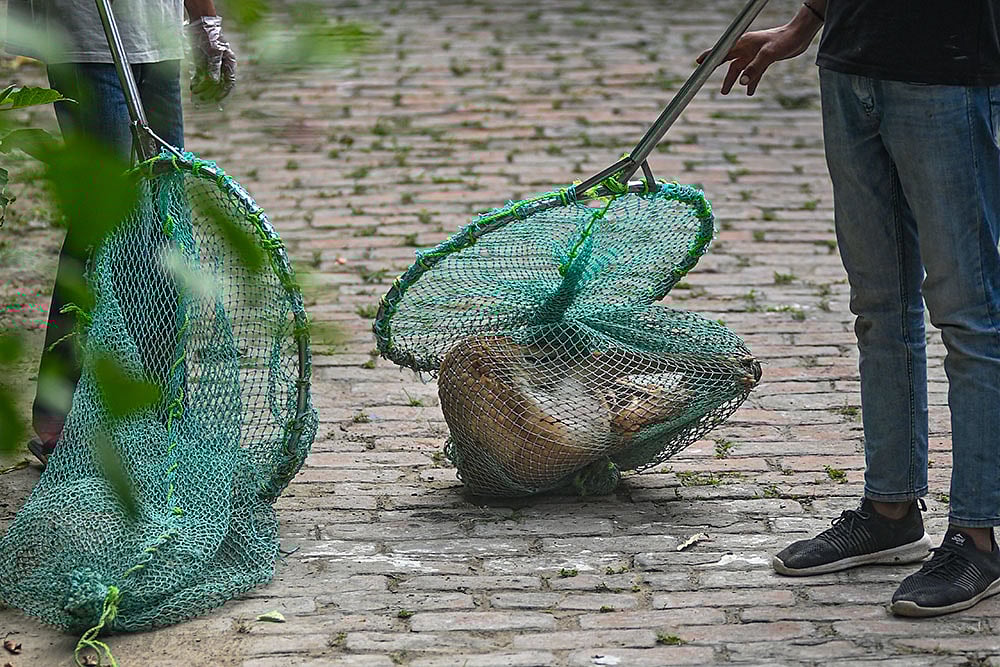 | Photo: PTI  : Stray dogs issue 