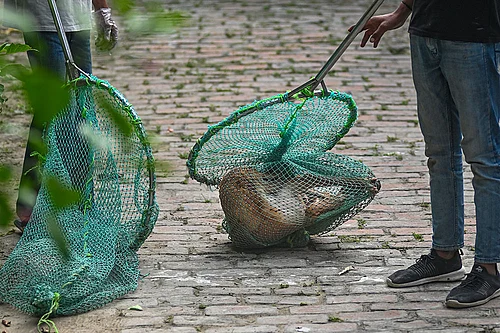 | Photo: PTI : Stray dogs issue