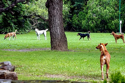 | Photo: PTI : In this file photo, stray dogs roam at Lodhi the Garden, in New Delhi. The Supreme Court on Friday took note of the alarming rise in dog bite cases in institutional areas like educational centres and hospitals, and directed that such canines should be moved to designated shelters.