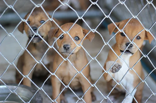 Shutterstock; Representative image : The puppies “were found confined in a cramped cage in an inhuman manner,” Nepal Police said in a press release.