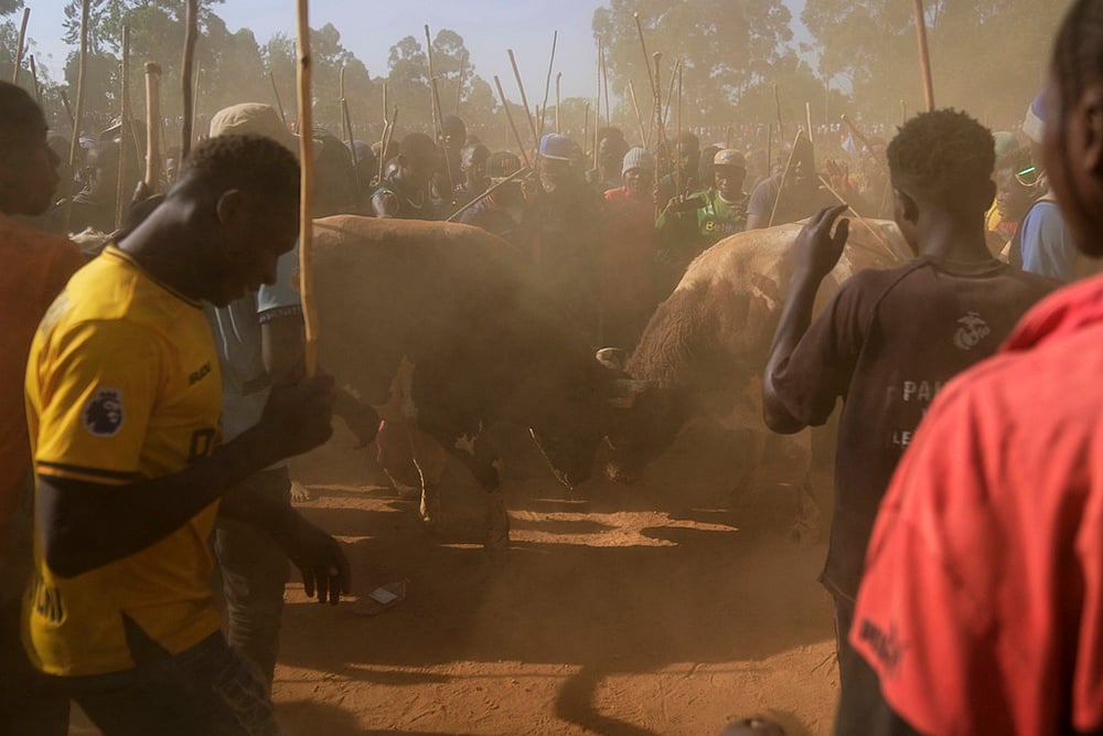 | Photo: AP/Brian Inganga : A crowd of spectators encircles fighting bulls Shakahola and Promise as they lock horns at a bullfight, in Kakamega, Kenya.