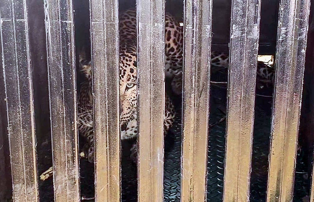Imago/ANI : A male leopard has been captured in a cage set up by the Forest Department at maharashtra 