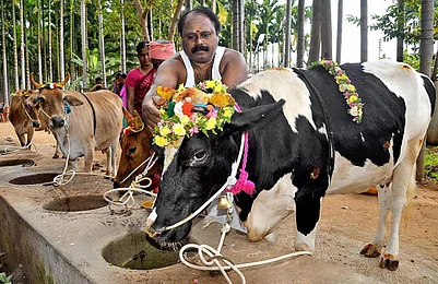 Mattu Pongal: Celebrating Cattle And Their Role In Agriculture