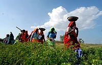 Gandhi To Ram: Dismantling Of MGNREGA And Rewriting Rural Welfare