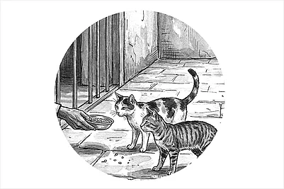 | Illustration: Saahil : I have also found solace in the
animals of Tihar. I used to feed
two cats—Shilpa and Shyamlal.
Eventually, Shilpa had two
kittens, whom I named Black
Panther and Stuart Little.