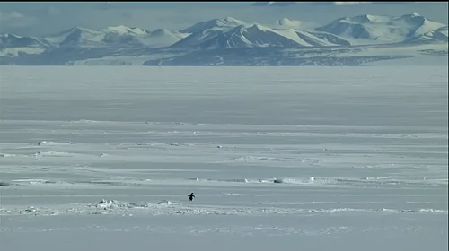 Screengrab from original video