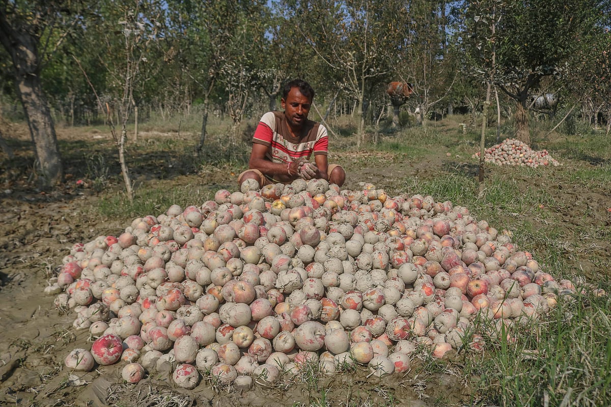 IMAGO/NurPhoto : Apple growers in Kashmir face heavy losses as recent floods from continuous rainfall damage many orchards during the peak harvest season. 