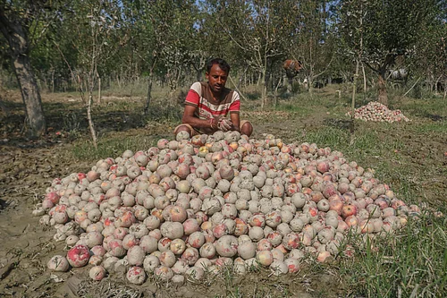 IMAGO/NurPhoto : Apple growers in Kashmir face heavy losses as recent floods from continuous rainfall damage many orchards during the peak harvest season.