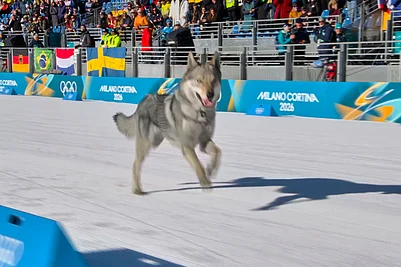 | Photo: Olympic Broadcasting Services via AP : In this image taken from video provided by Olympic Broadcasting Services, OBS, a dog runs onto the track near the finish during the heats of the cross-country skiing womens team sprint free at the 2026 Winter Olympics, in Tesero, Italy.
