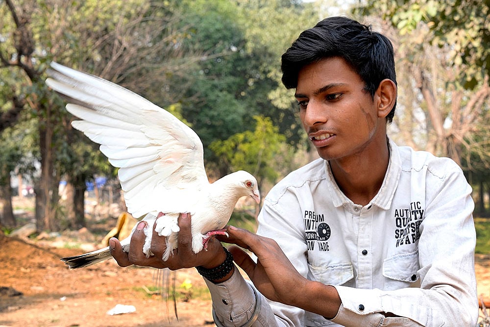 | Photo: Suresh K Pandey/Outlook : Vikas taking care of his pigeon.