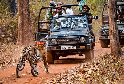 | Photo: PTI/Vijay Joshi : Tourists sitting in packed Gypsy vehicles watch as a tiger named Chhota Dadiyal, known for its prominent cheek hair, passes through at the Tadoba-Andhari Tiger Reserve, in Chandrapur, Maharashtra.
