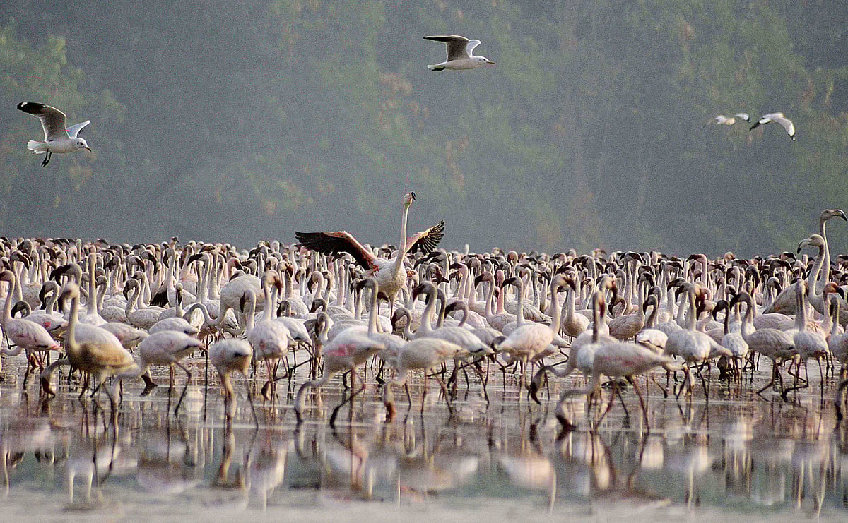 Dinesh Parab : The wetlands shrink. The birds, one by one, are unseen. And Mumbai, that great and relentless city, continues to build upon the very ground that once sustained it.