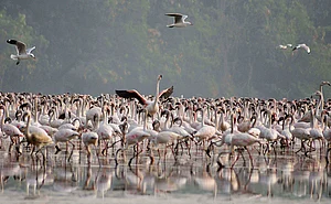 Dinesh Parab : The wetlands shrink. The birds, one by one, are unseen. And Mumbai, that great and relentless city, continues to build upon the very ground that once sustained it.