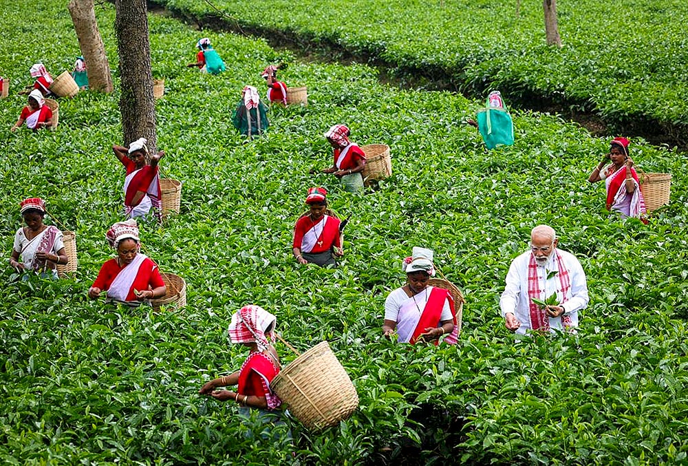| Photo: @narendramodi/X via PTI  : Prime Minister Narendra Modi plucks tea leaves with women workers at a tea garden, in Dibrugarh, Assam. 