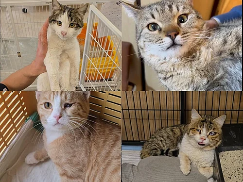 Special Arrangement : In the Shadow Of Bombs, A Single Iranian Quietly Rescues Cats