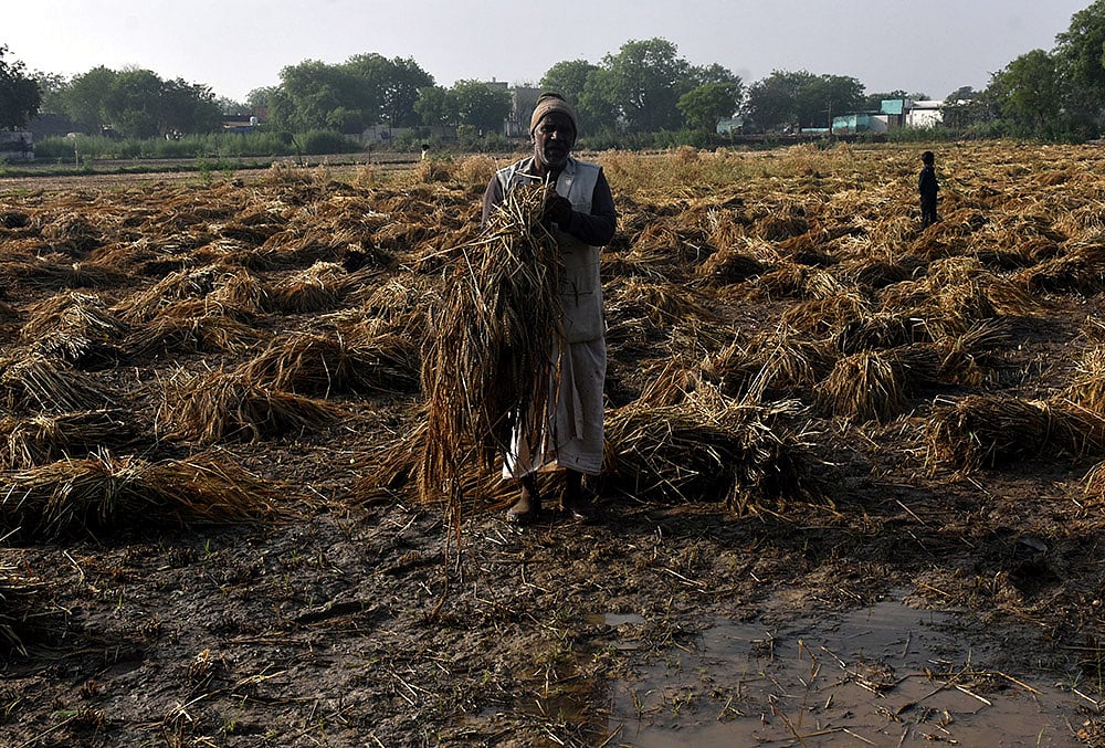 | Photo: PTI : A worker gathers damaged wheat crop following rain and hailstorm that hit several villages, in Agra, Uttar Pradesh.