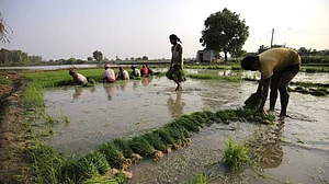 Source: IMAGO / Matrix Images : Paddy plantation in Amritsar, India Indian workers work on paddy seedlings before planting them in an agricultural field, in Amritsar, India on June 19, 2023. Despite ongoing discussions to reduce the cultivation of paddy in Punjab due to its adverse effects on groundwater, recent data from the Punjab Agriculture department reveals that paddy still remains the predominant crop in the state s agricultural landscape. The data indicates that paddy covers more than 87 percent of the total area dedicated to kharif crops (grown from June to October) in Punjab