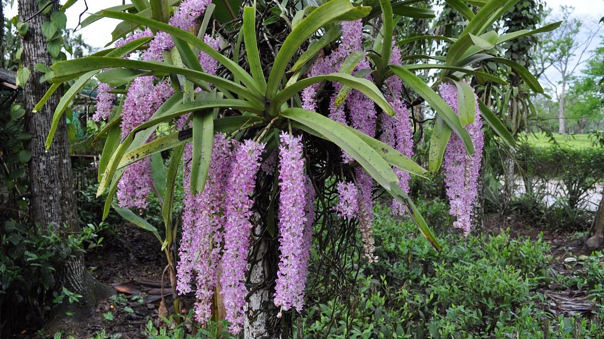 Khyanjeet Gogoi : Beautiful, drooping clusters of foxtail orchids. 
