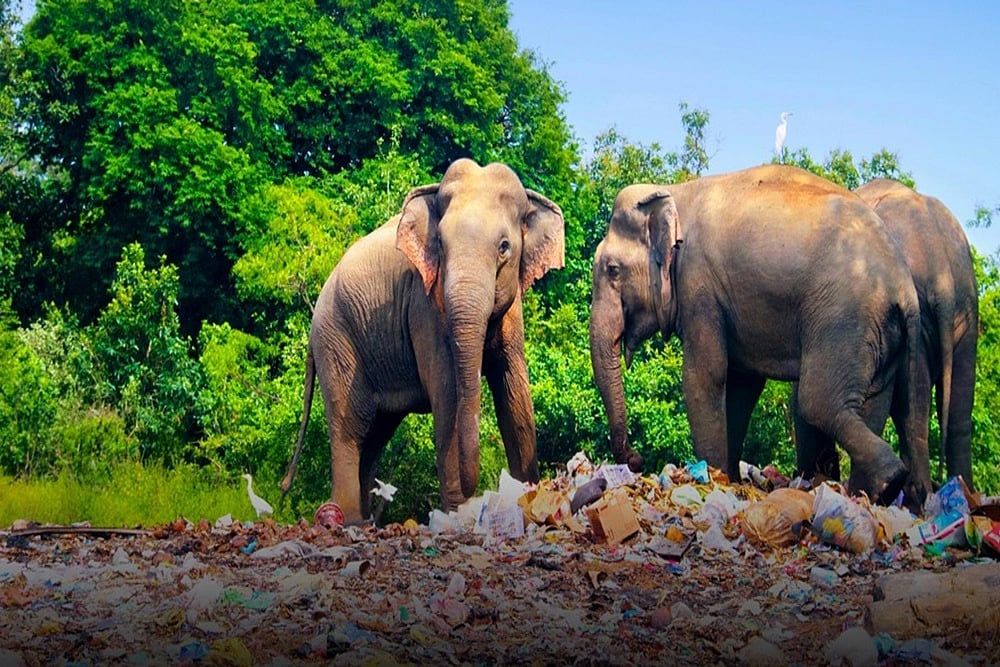 Global Wildlife Populations Drop 73% In 50 Years: WWF Report