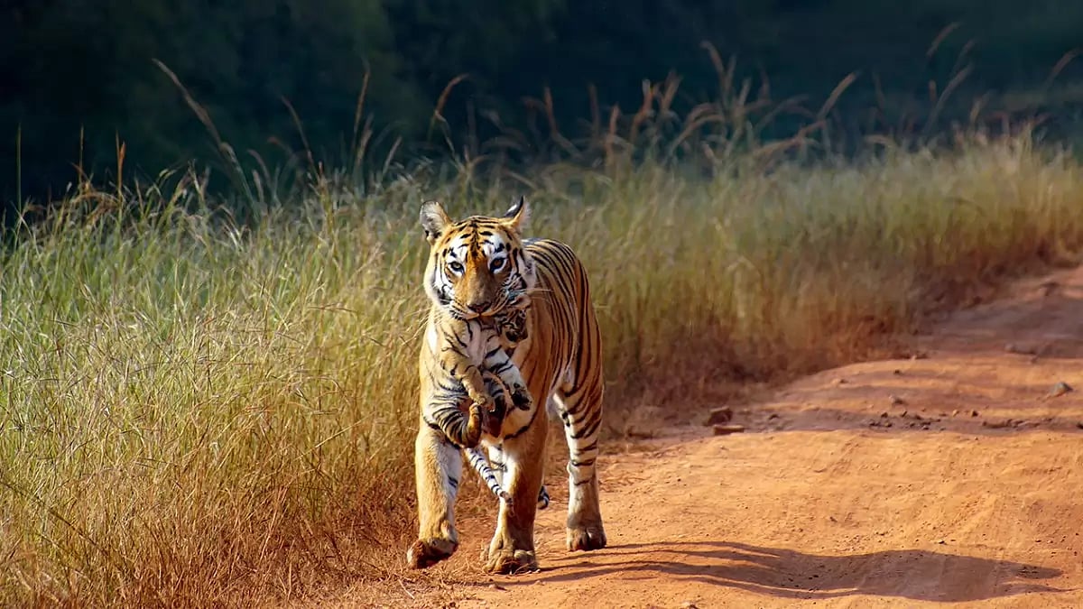 File photo : According to official documents, the 35.94-hectare site lies within a crucial wildlife corridor that connects the Tadoba–Andhari Tiger Reserve with the Brahmapuri–Gadchiroli forest landscape. The area is known to support around five tigers, eight to 10 leopards, sloth bears and several other wildlife species.


